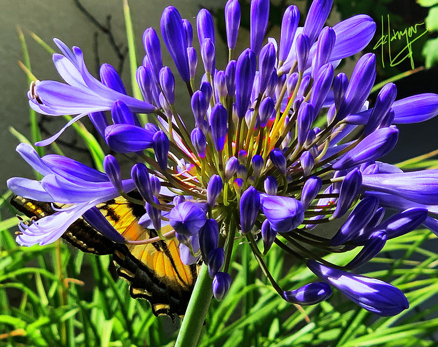 Butterlfy Inside A Flower Photograph by DC Langer