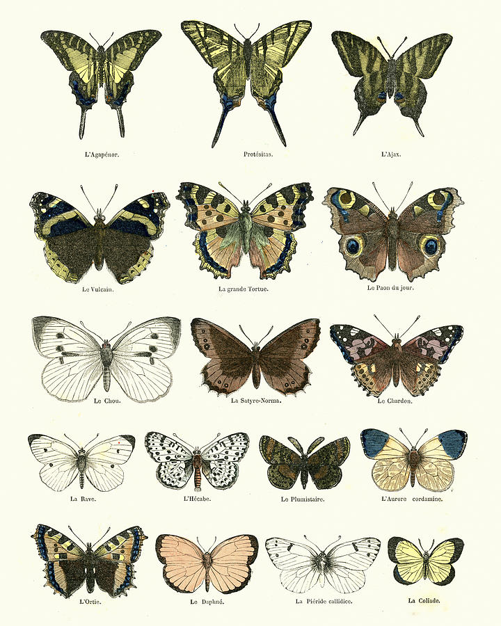 Butterlies Drawing by Duncan1890