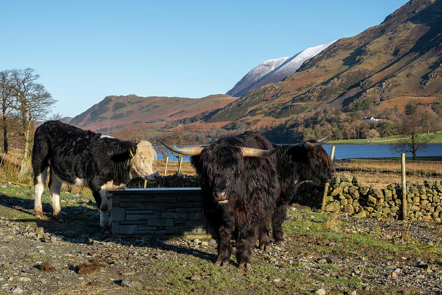 Buttermere Highland Cows Mixed Media