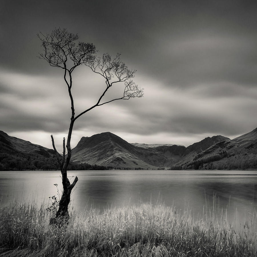 Buttermere Tree Photograph