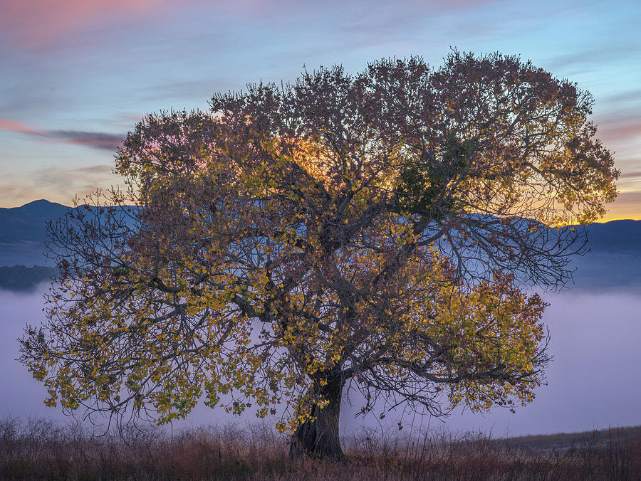 Butternut Oak Photograph by Lawrence Pallant