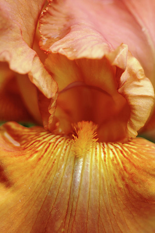 Iris Photograph - Butterscotch Bronze Iris by Debbie Oppermann