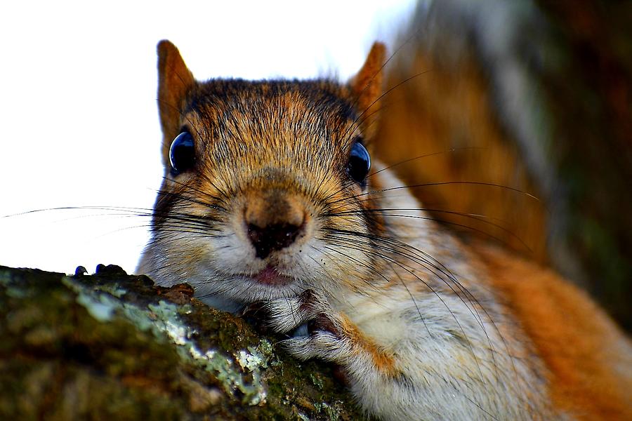 Butterscotch the squirrel Photograph by Lauren Sage Butterscotch the squirrel Photograph by Lauren Sage