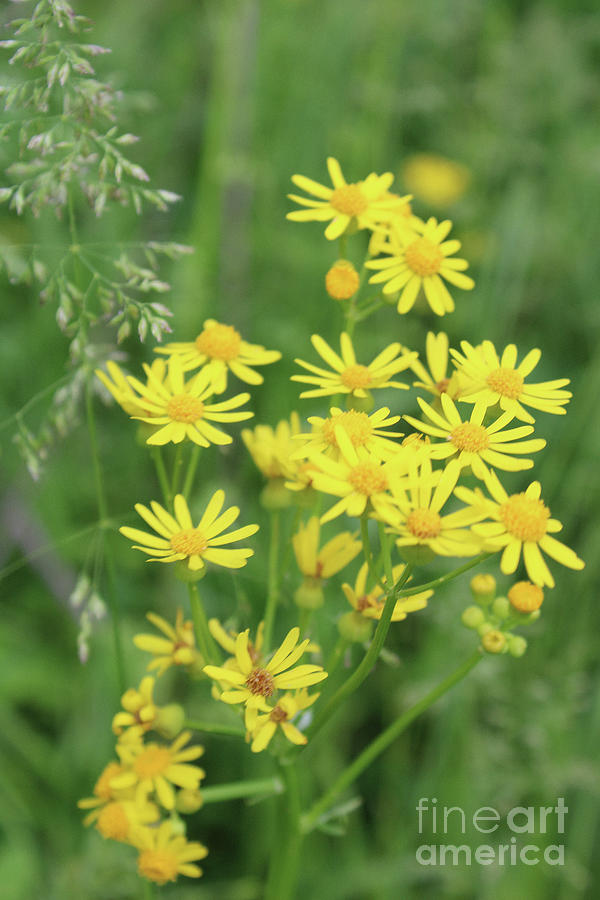 Butterweed Photograph
