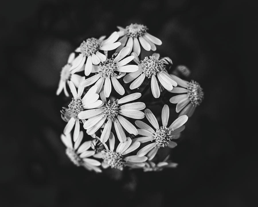 Butterweed in Monochrome Photograph by Randy Bayne