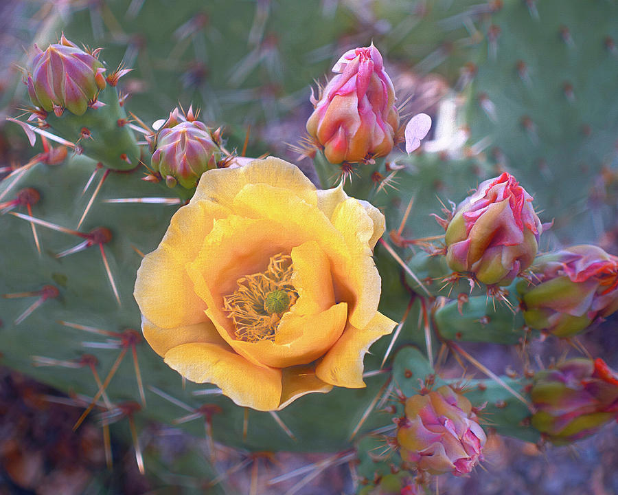 Buttery Cactus Blossom 14 Mixed Media by Lynda Lehmann