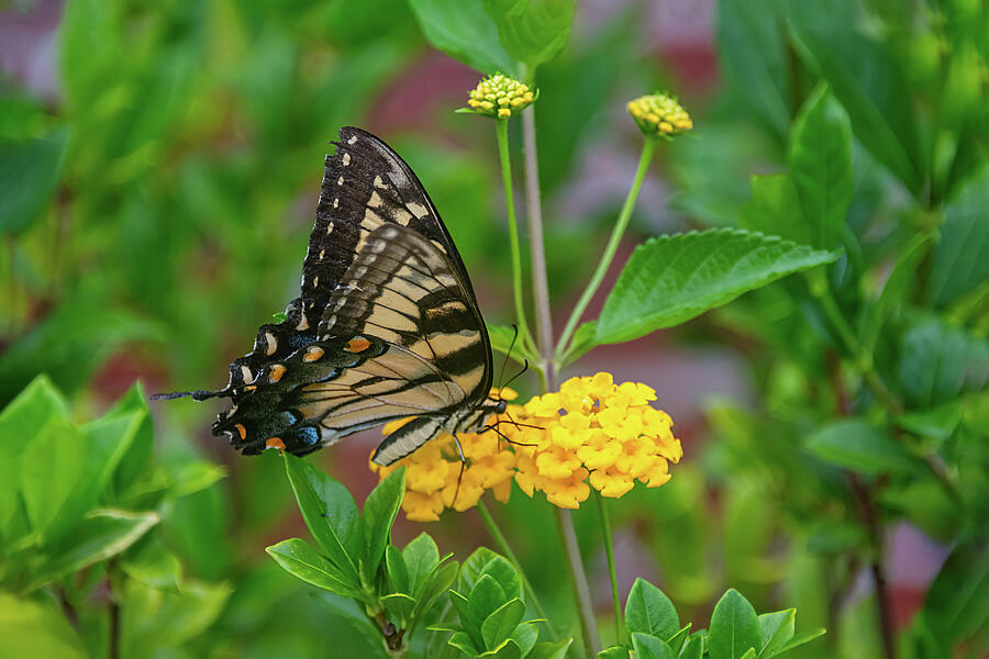 Butterfly Photograph - Butteryfly - Eastern Tiger Swallowtail - Kinards SC by John Kirkland