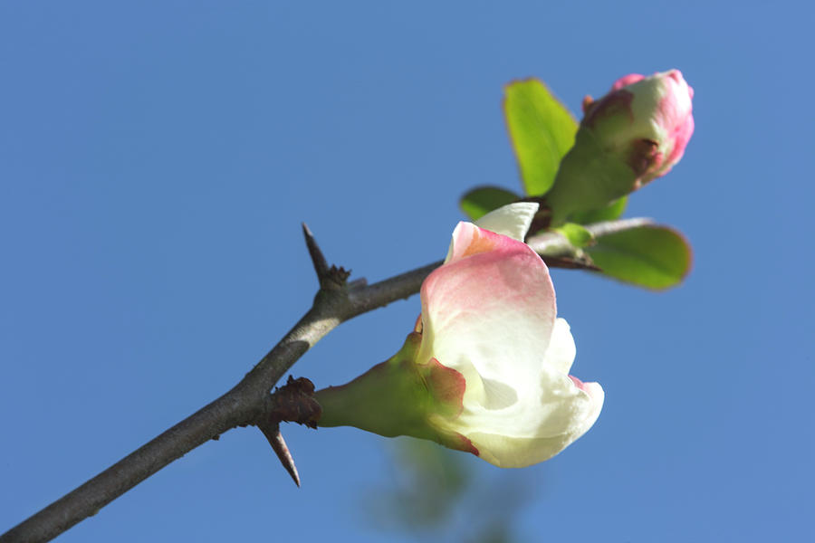 Butting Pink and White Quince Blossoms Photograph by Iris Richardson