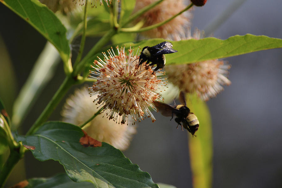 Button Bush And Bees Photograph