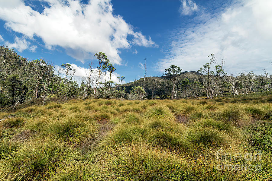 Landscape Photograph - Button Grass - Gymnoschoenus sphaerocephalus, Tasmania, Australia by Elaine Teague