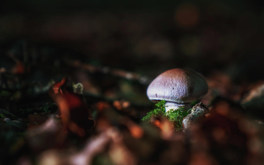 Button Mushroom Photograph by Framing Places