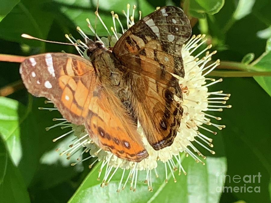 Buttonbush and butterfly 6 Photograph by Catherine Wilson