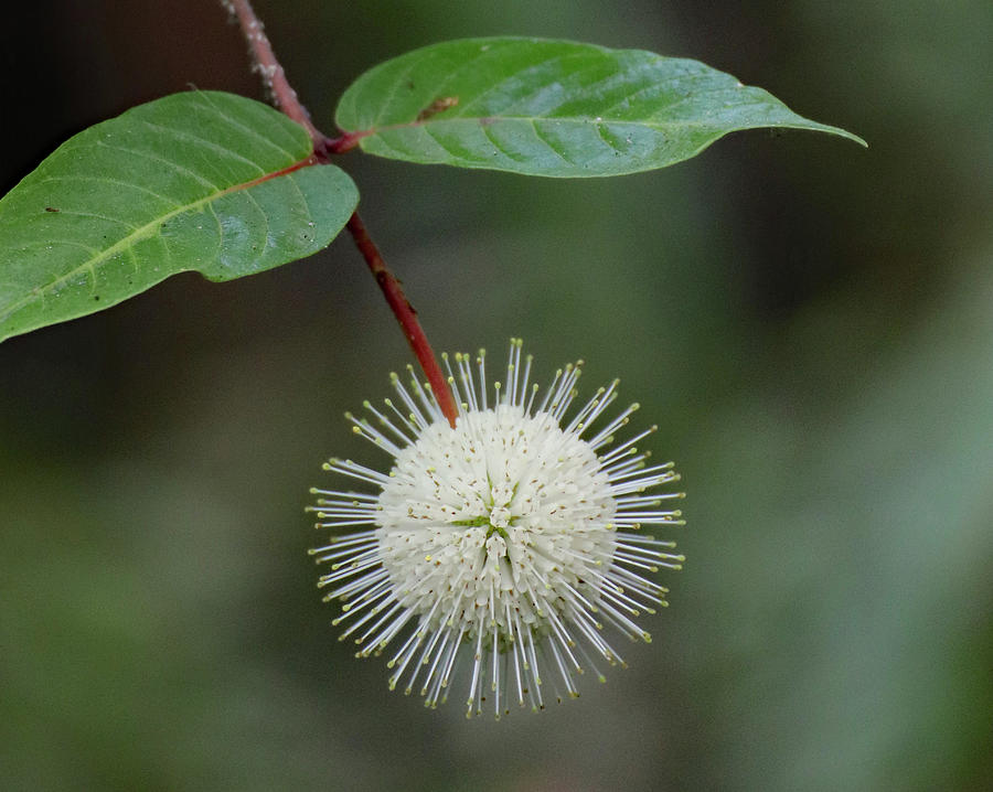 Buttonbush Bloom Photograph by David T Wilkinson