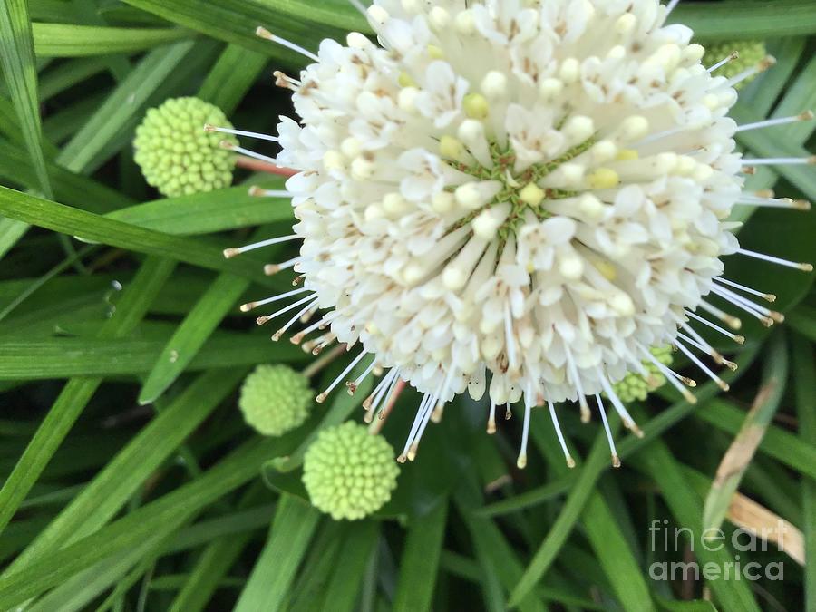 Buttonbush Flowers Photograph by Catherine Wilson
