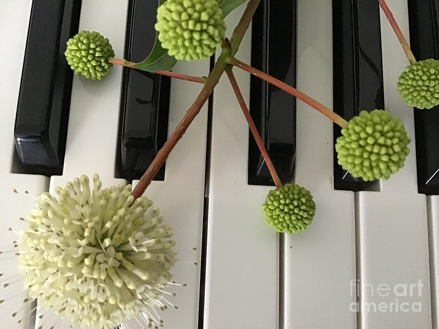 Buttonbush on Keyboard Photograph by Catherine Wilson
