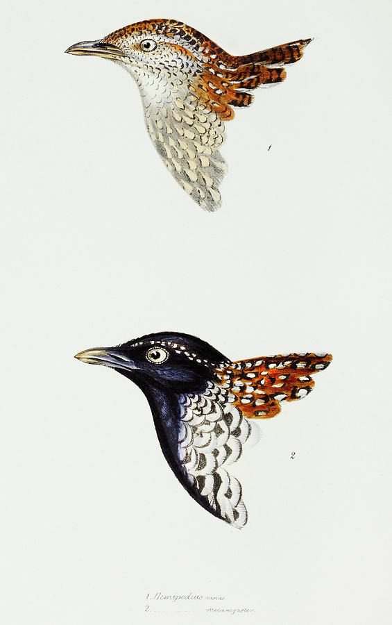 John Gould Drawing - Buttonquail and Black-breasted buttonquail by John Gould