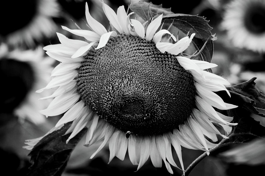 Buttonwood Farm Sunflower Photograph by Mike Martin