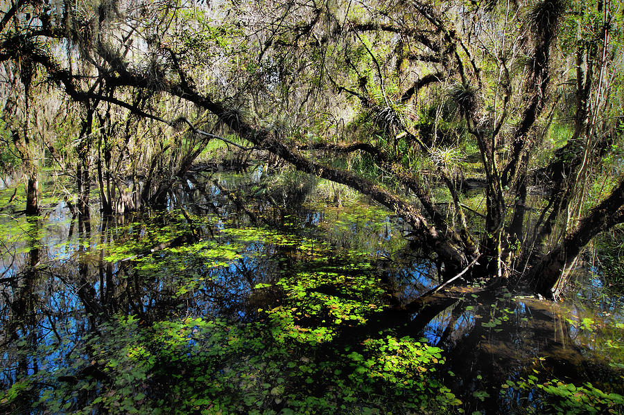 Buttonwood swamp Photograph by Rudy Umans