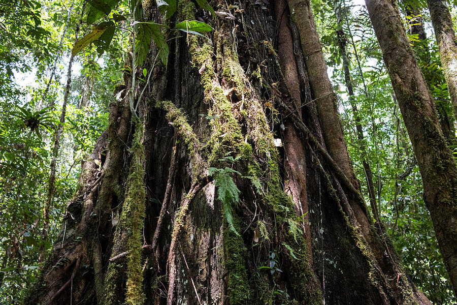 Buttress root in tropical rainforest, Borneo, Malaysia Photograph by Vyacheslav Argenberg