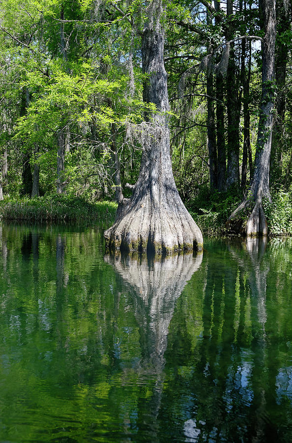 Buttressed Trunk of Cypress Photograph by Sally Weigand