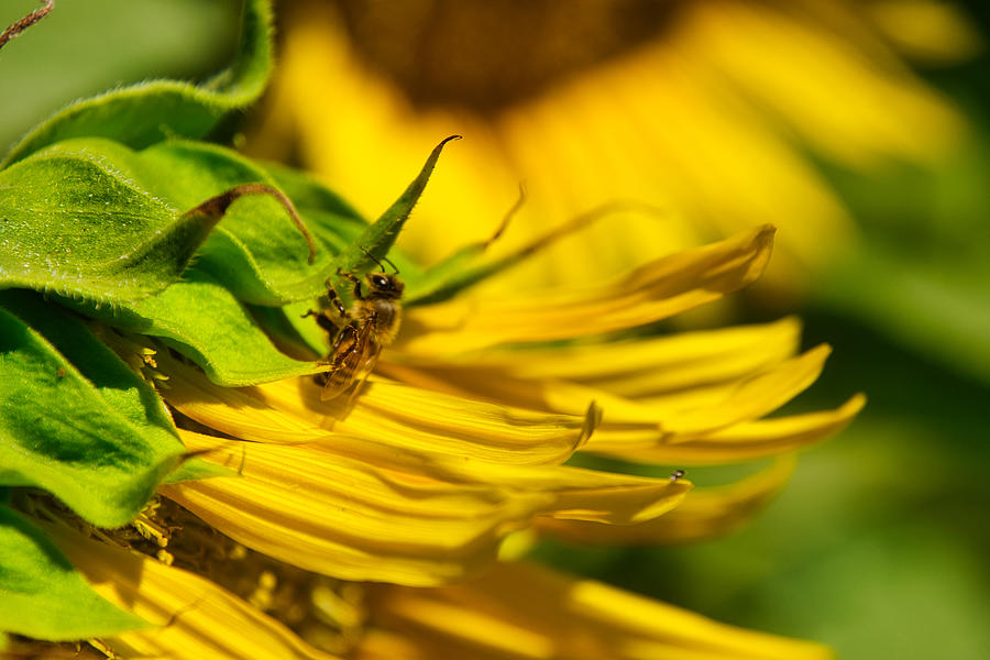 Sunflower Photograph - Buzz in the Sun by Steph Gabler
