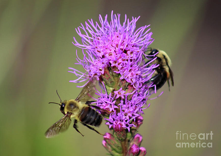 Nature Photograph - Buzz Off by Karen Adams
