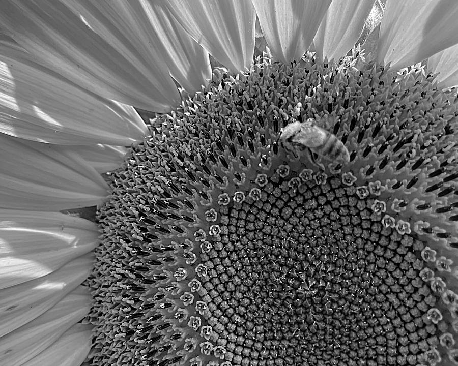 Buzz on the Sun BW Photograph by Lee Darnell