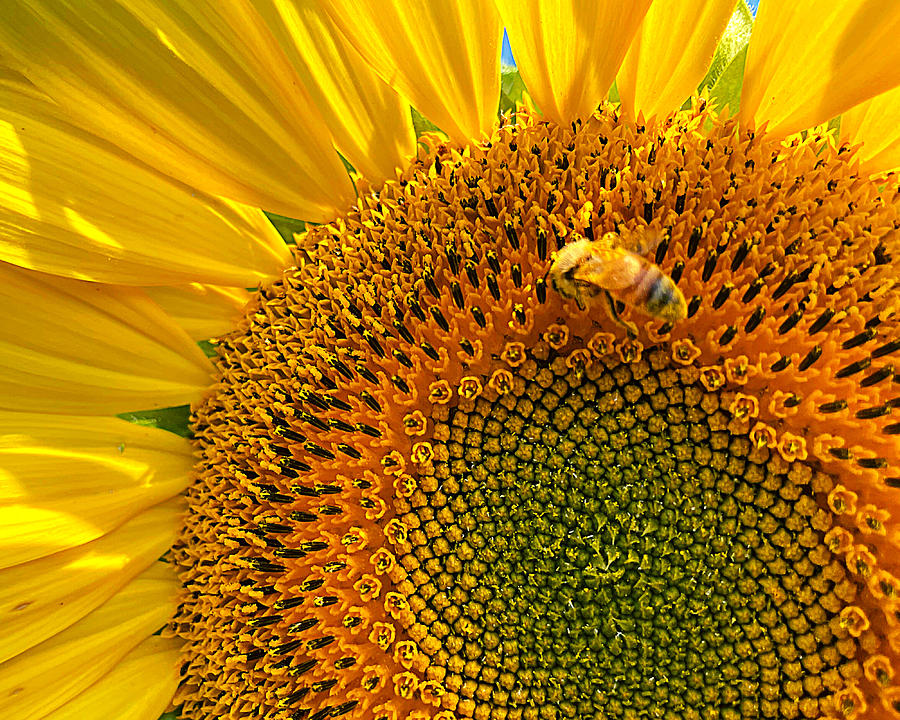 Buzz on the Sun Photograph by Lee Darnell