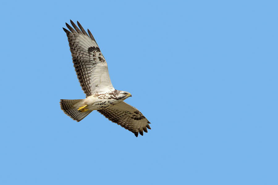 Buzzard in Flight Photograph by Arterra Picture Library
