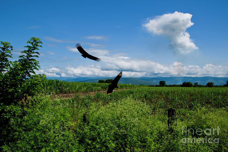 Buzzards Skimming A Sugar Cane Field Photograph by Al Bourassa