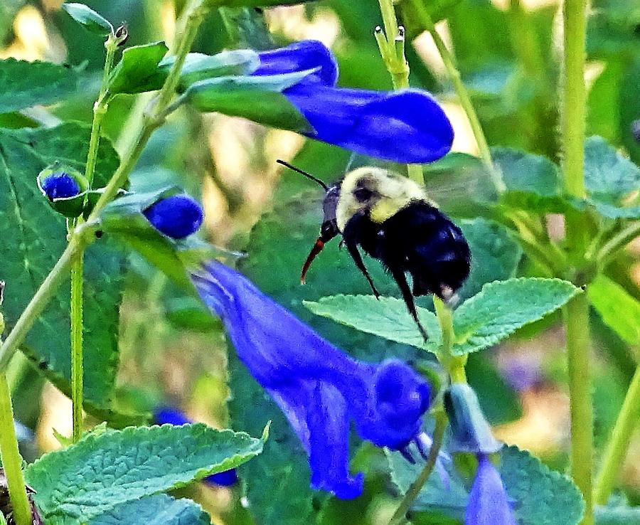 Bumble Bee Photograph - Buzzing Around by Mary Halpin