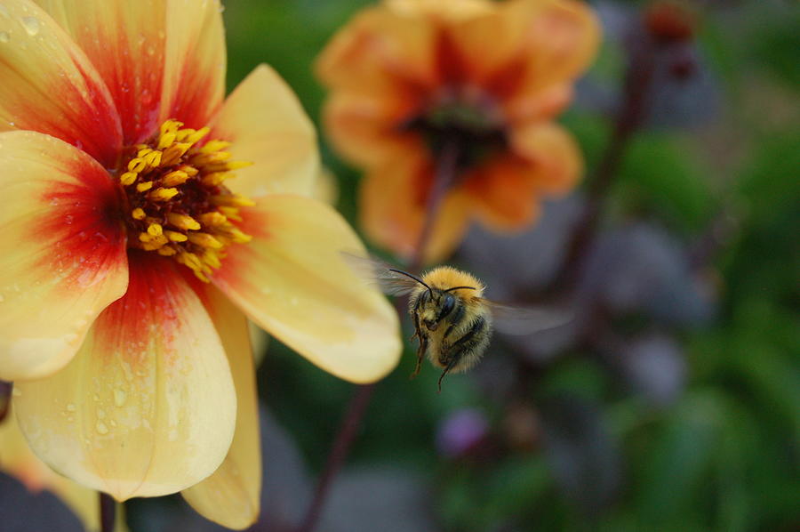 Buzzing Bee Photograph By Serenity Scapes Fine Art America