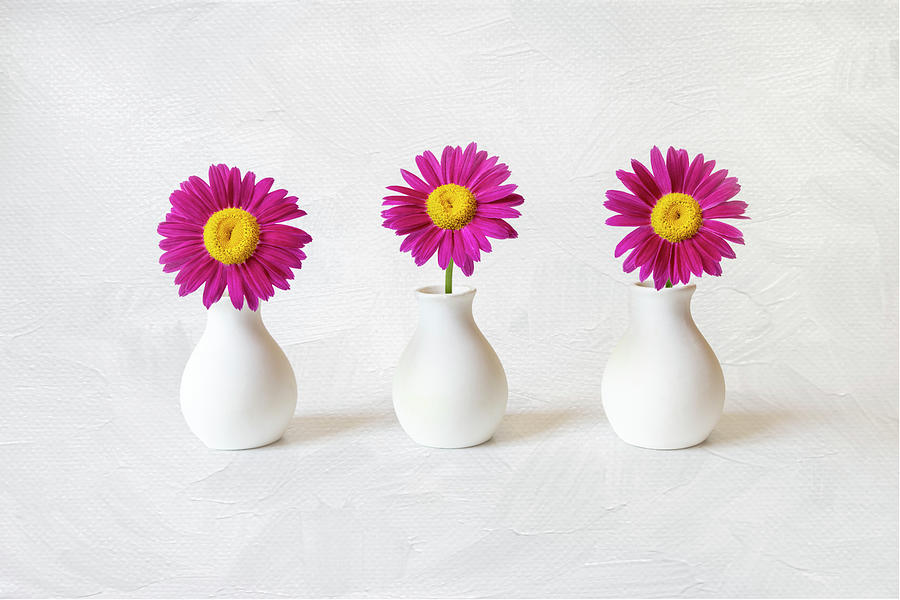 BV07 - Hot Pink Daisy Trio Photograph by Patti Deters