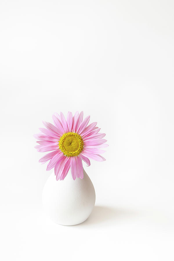 Bv11 - Pink Painted Daisy In A Bud Vase, Vertical Photograph