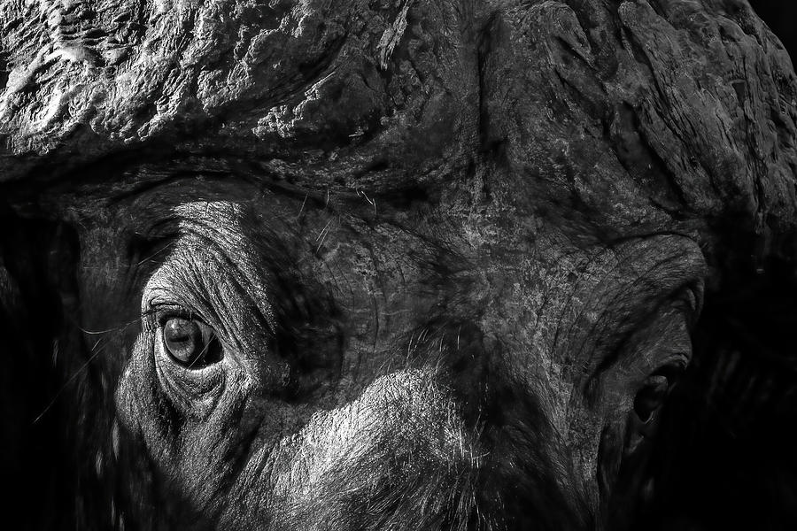 BW Buffalo Close-Up Photograph by MaryJane Sesto