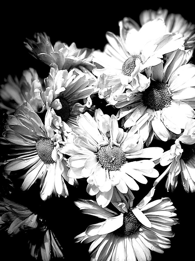 BW Daisy Bunch Photograph by Tammy Sanders - Fine Art America