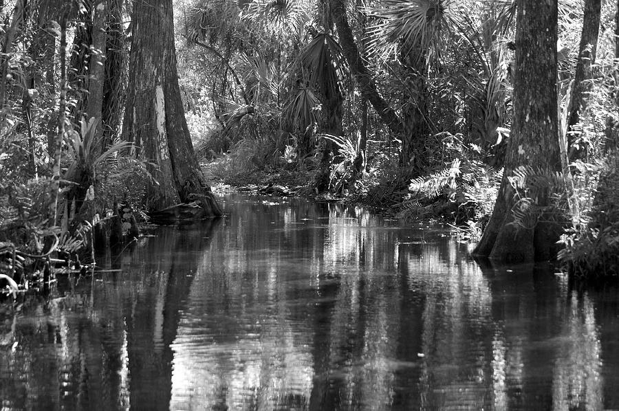 BW Flooded Path Photograph by Suzanne Hawkins - Fine Art America