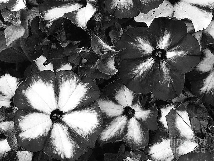 BW Front Yard Blossoms . C001 Photograph by Jor Cop Images