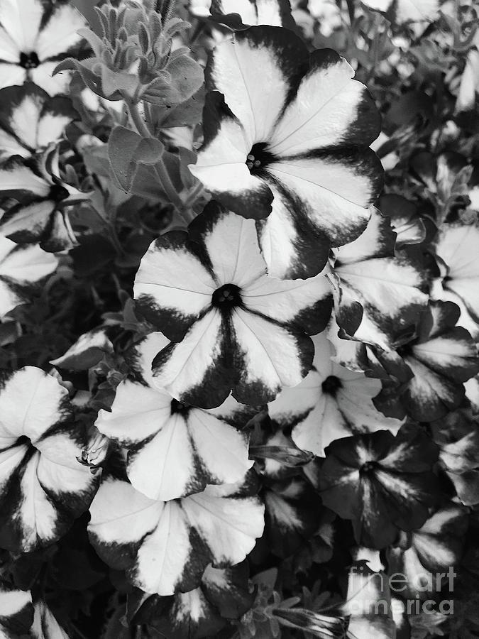 BW Front Yard Blossoms . C002 Photograph by Jor Cop Images