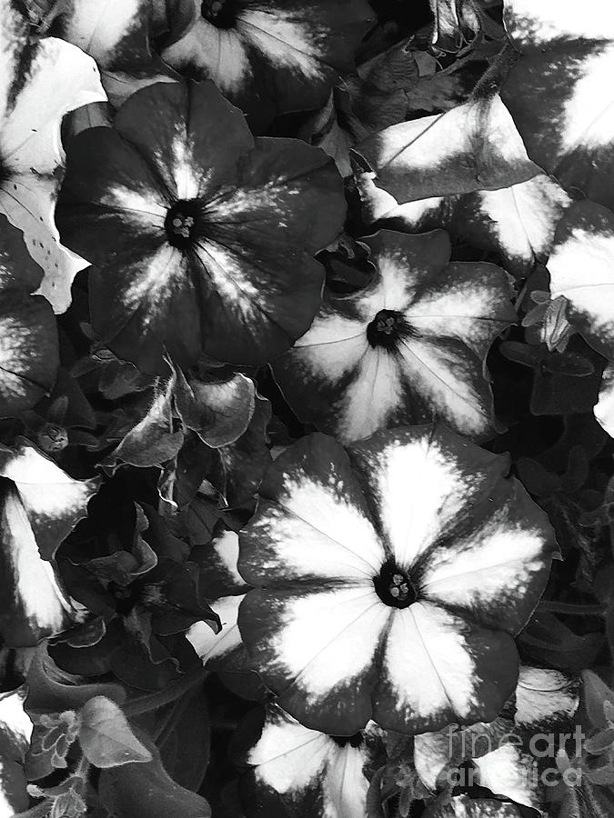 BW Front Yard Blossoms . C003 Photograph by Jor Cop Images