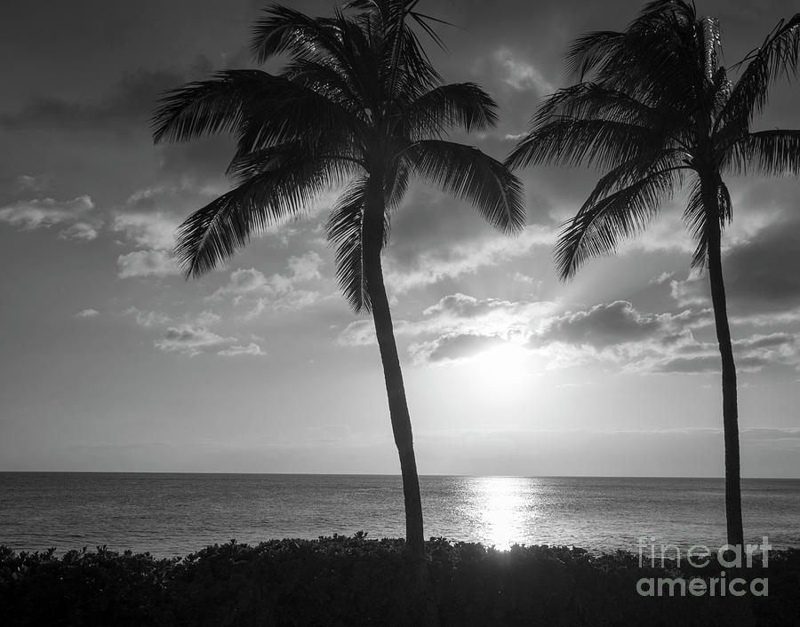 BW Golden Rays of the Sun Through the Palms at Sunset Photograph by ...