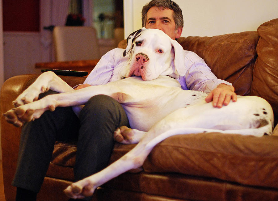 B&W Great Dane dog laying on mans lap and sofa Photograph by Sharon Vos-Arnold