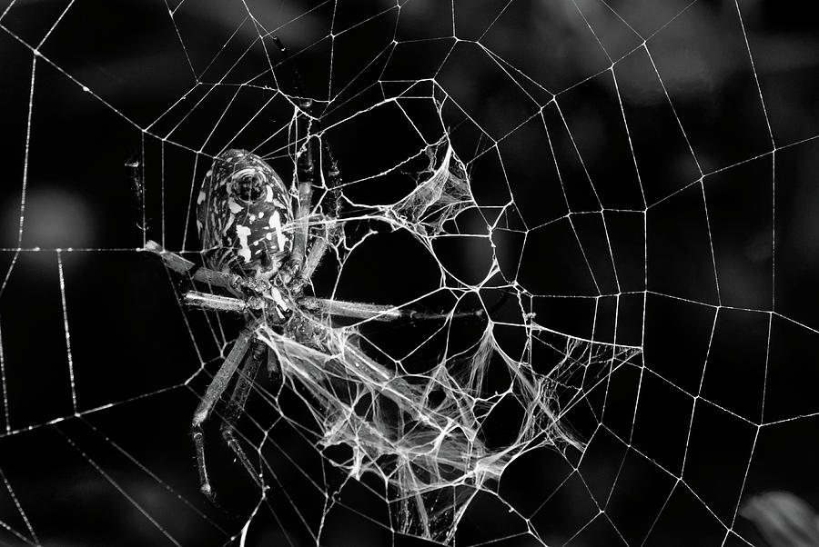 BW - In the Web Photograph by Eric Hafner