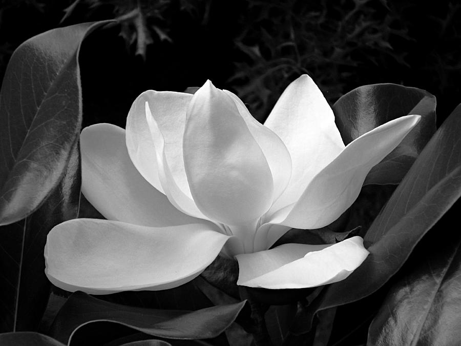 BW Magnolia Closeup in Early Morning Light Photograph by Mike McBrayer