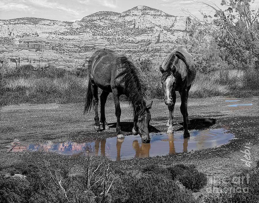 BW Reflections with Horses Digital Art by Deb Nakano