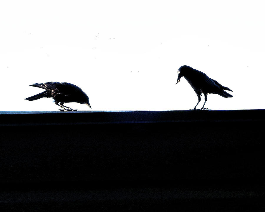 BW Roof Birds Photograph by Andrew Lawrence