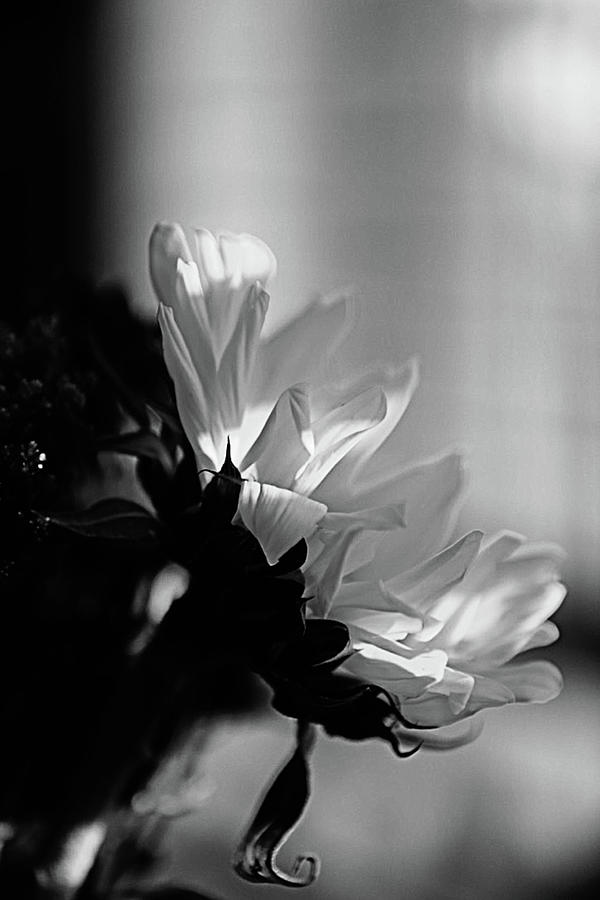 BW Sideview Sunflower Photograph by Tina M Daniels Whiskey Birch ...