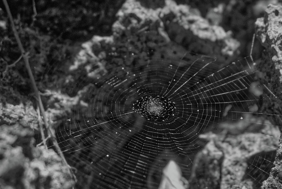 BW Spiderless Web Photograph by Eric Hafner