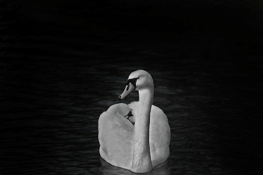 Composed Photograph - BW Swan by Matthew Adelman