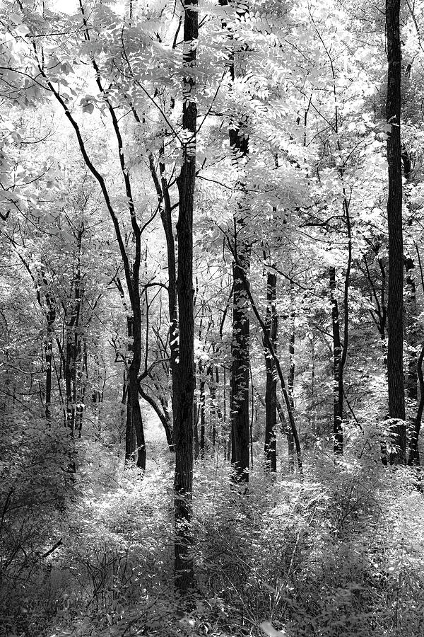 Bw Tall Trees Photograph By Hatem Eldoronki - Fine Art America